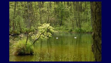 Rezerwat Niebieskie Źródła