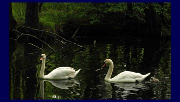 Rezerwat Niebieskie Źródła